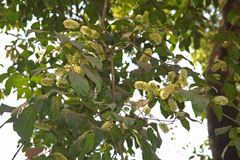 Combretum latifolium